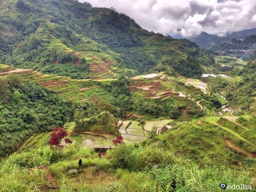 Hagdang Palayan (Rice Terraces)