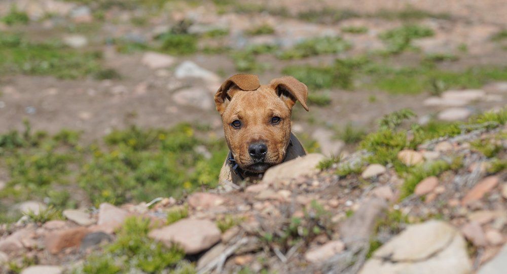 Photograph by Антонов Алексей