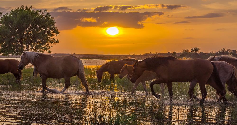ГОЛОСА ДЕРЕВЕНЬ