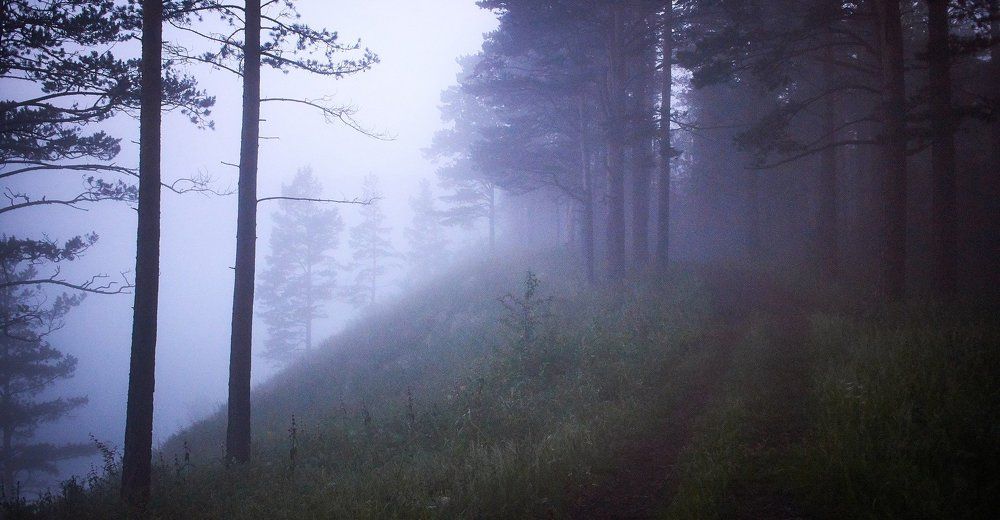 Удивительный лес бытия