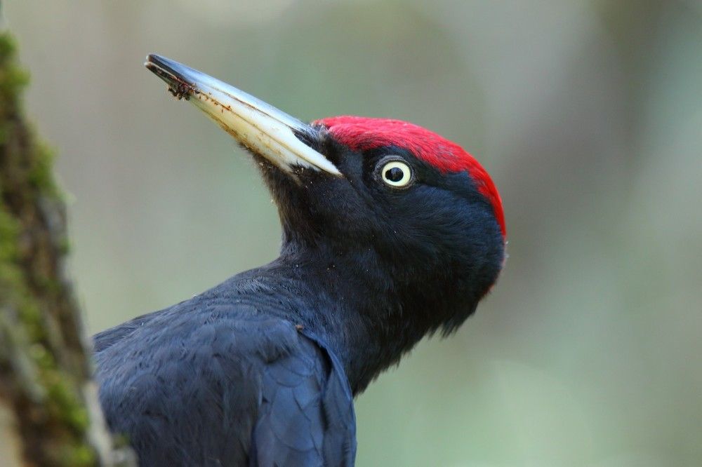 Портрет желны