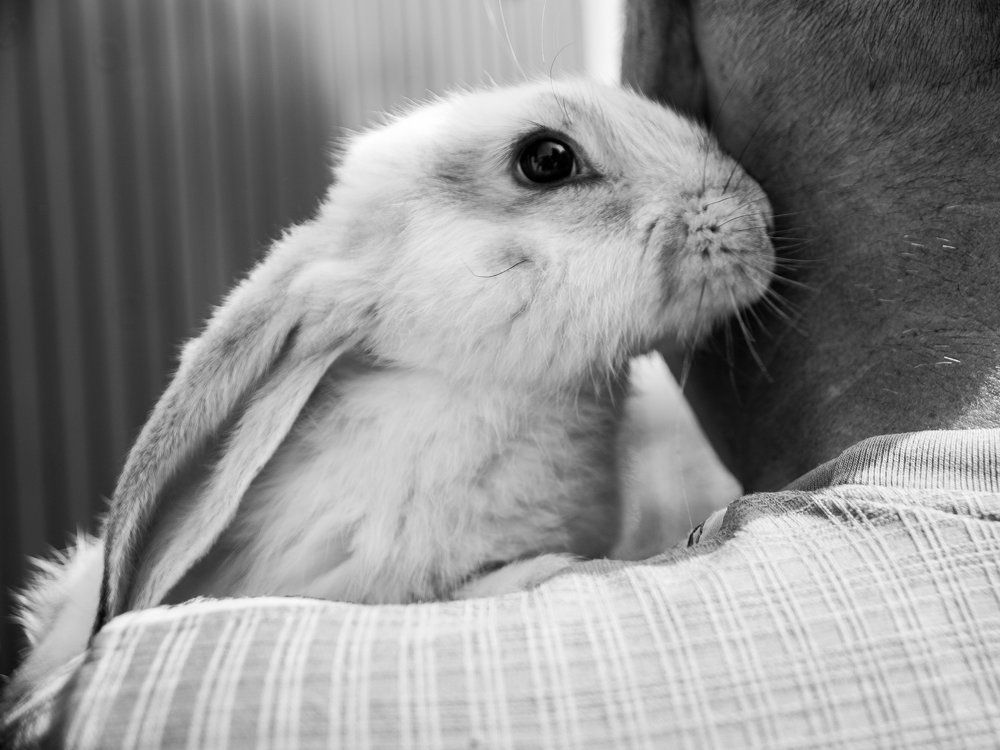 curiosity and wariness