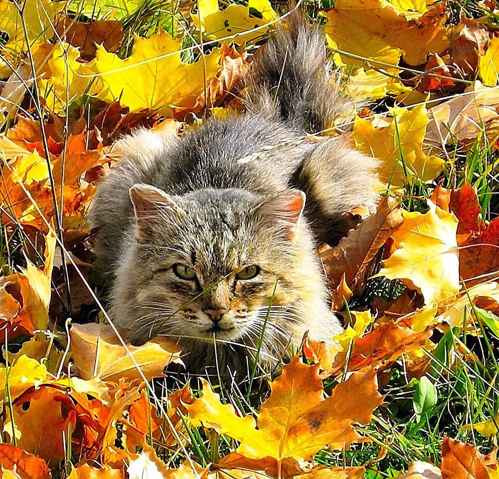 на ковре из желтых листьев