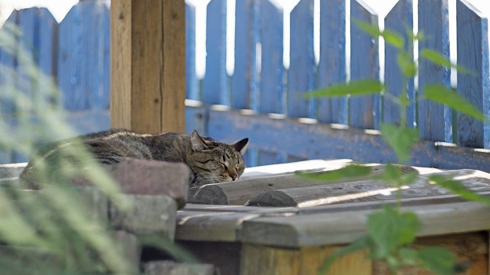 Сон летним днем