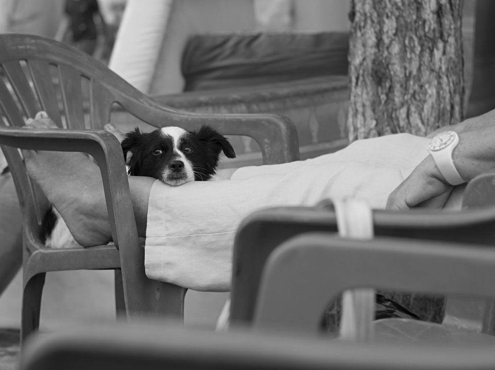 Стареем вместе лапой об руку