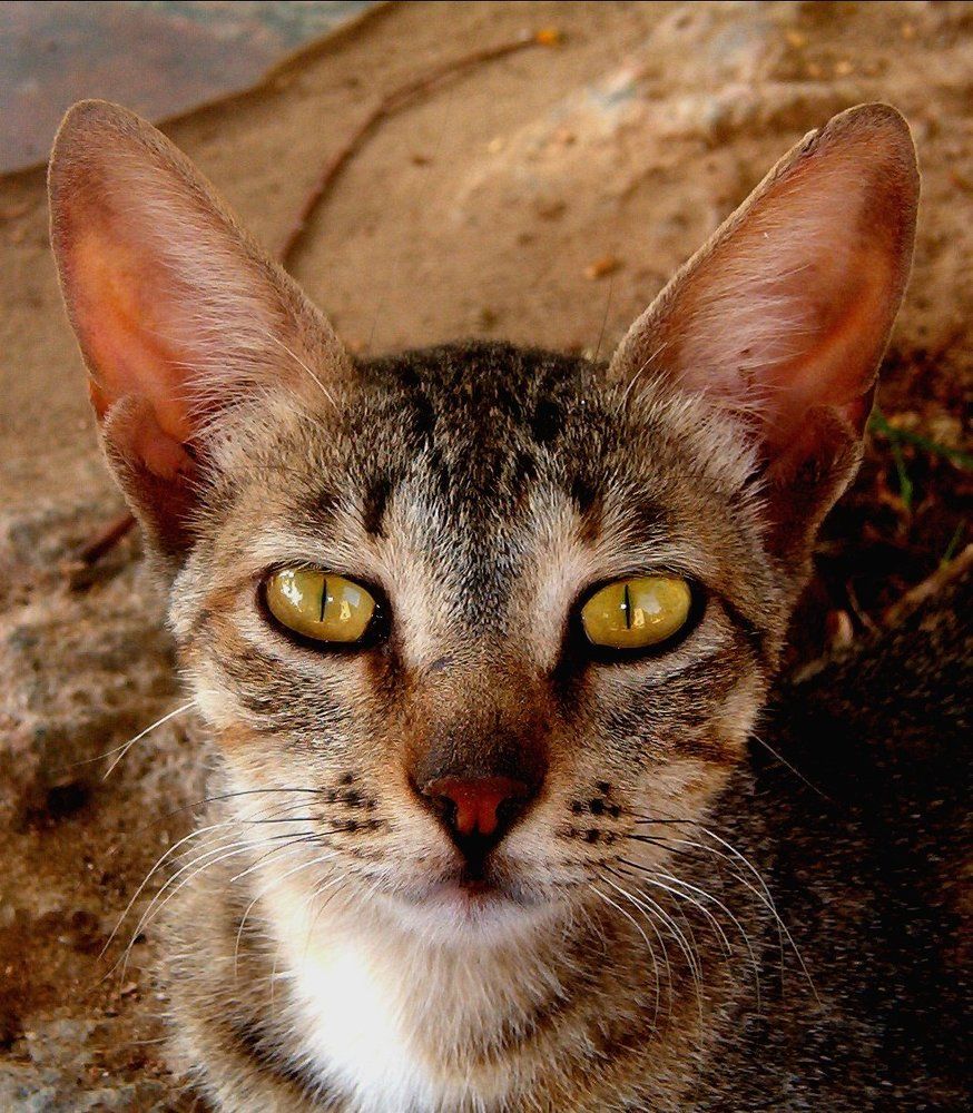 Egyptian cat