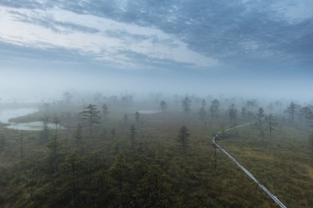Рассвет на болоте.