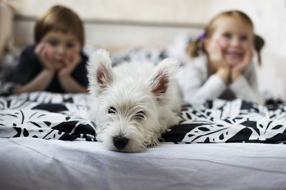 Бублик и дети