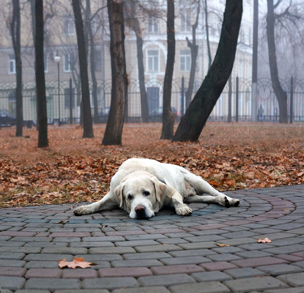 БЕЗ ХОЗЯИНА