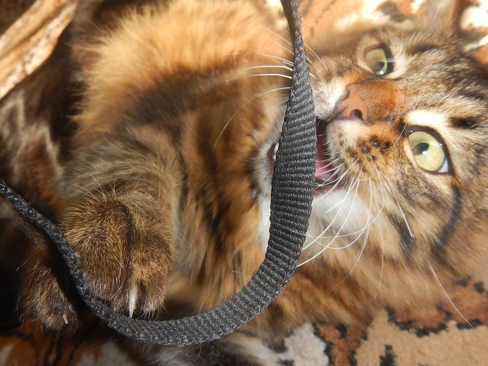 Photo #2533046