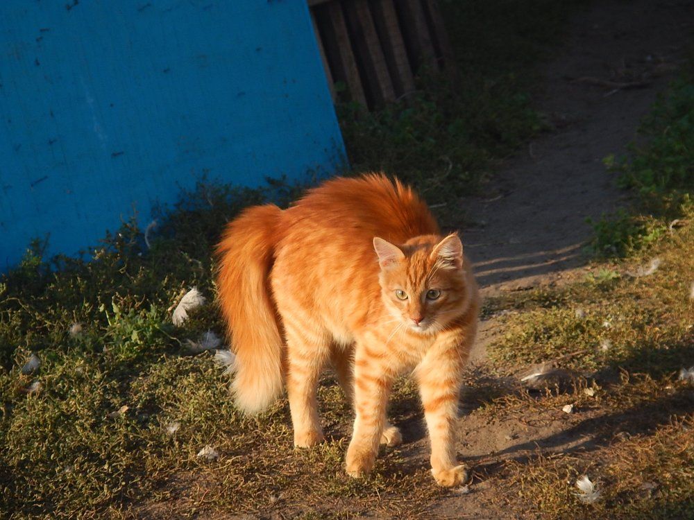 Photo #2533058