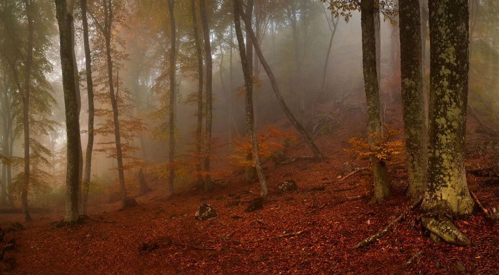 Фотография автора Владимир Метцгер