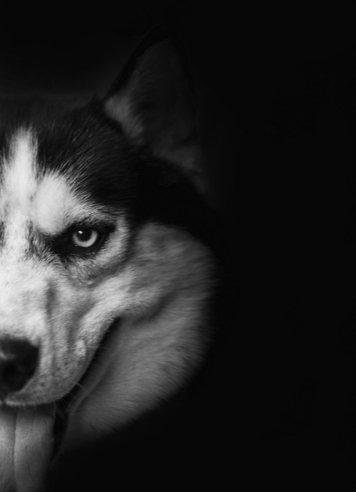 Великий и могучий пес Барк