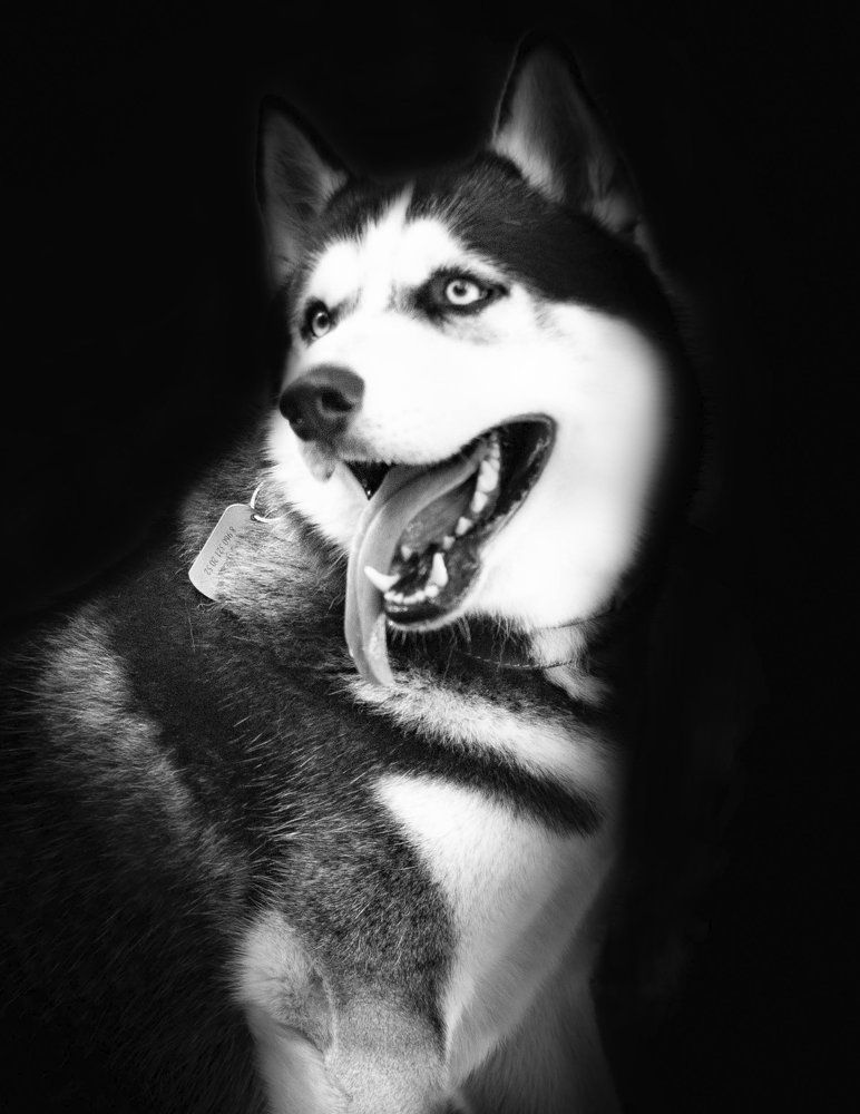 Великий и могучий пес Барк