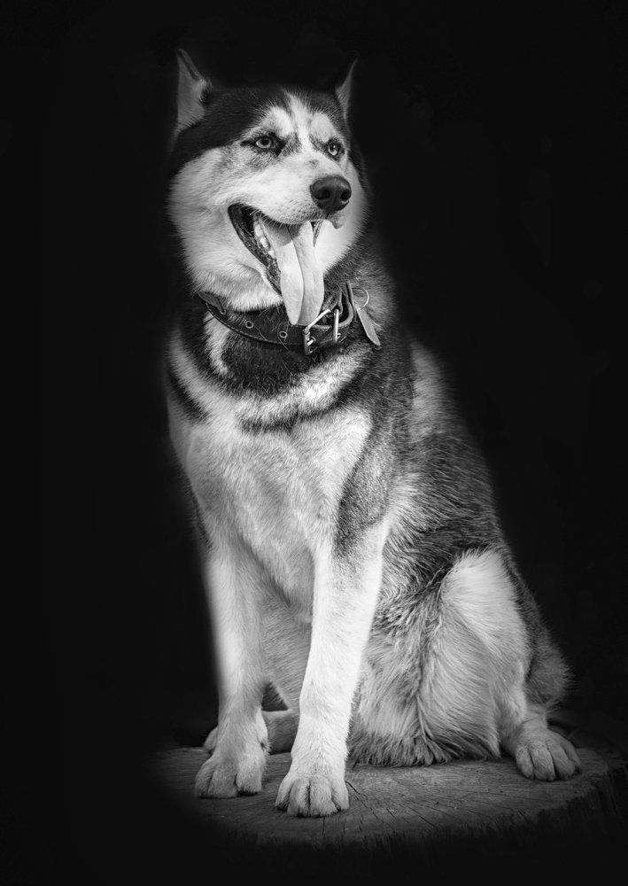 Великий и могучий пес Барк