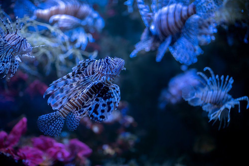 КРЫЛАТКА-ЗЕБРА