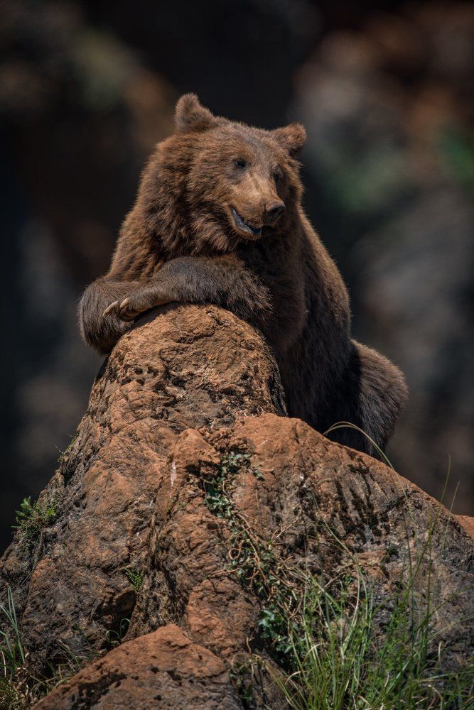 Brown bear lying relaxed on rocky outcrop