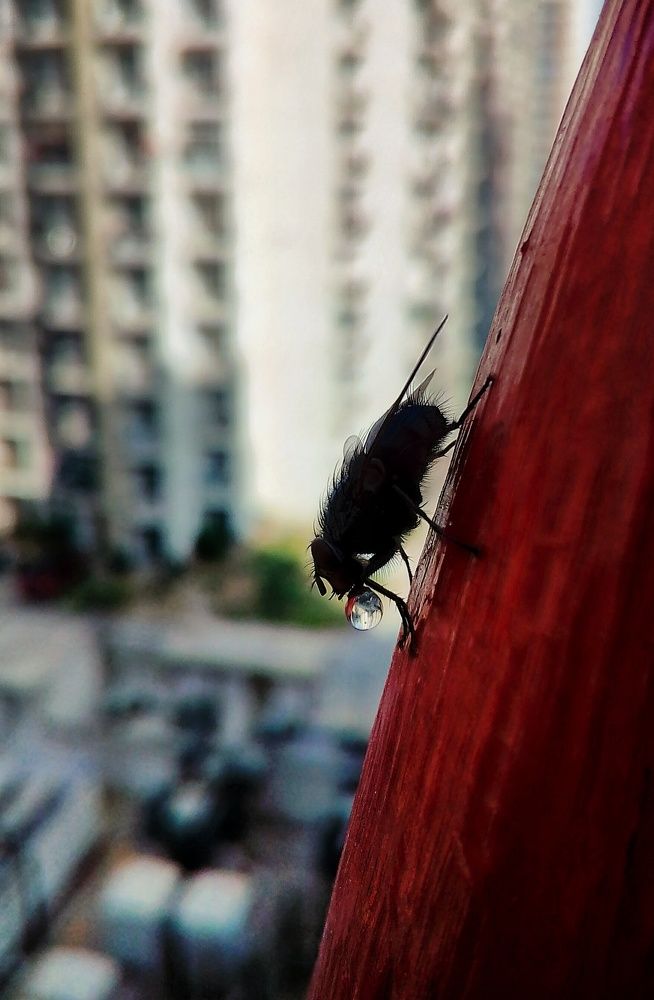 Even the fly can't get over it!