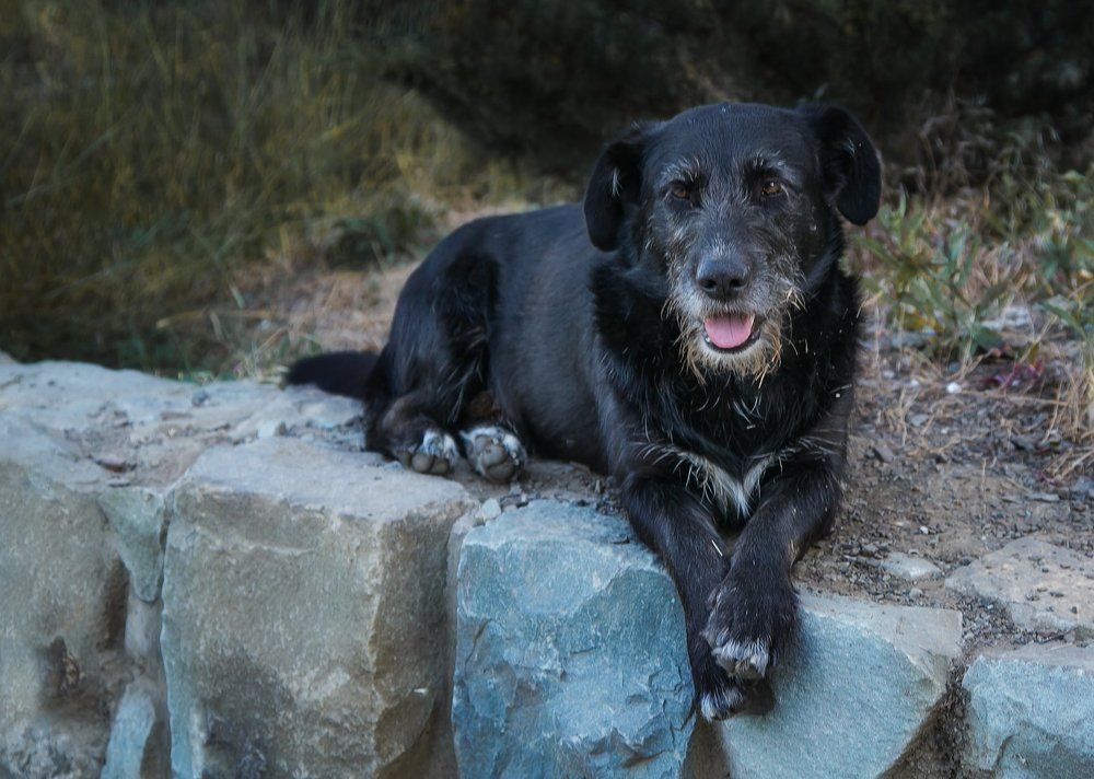 бродяга-странник