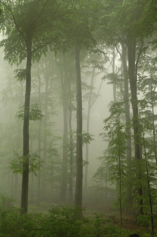 Призрачный лес