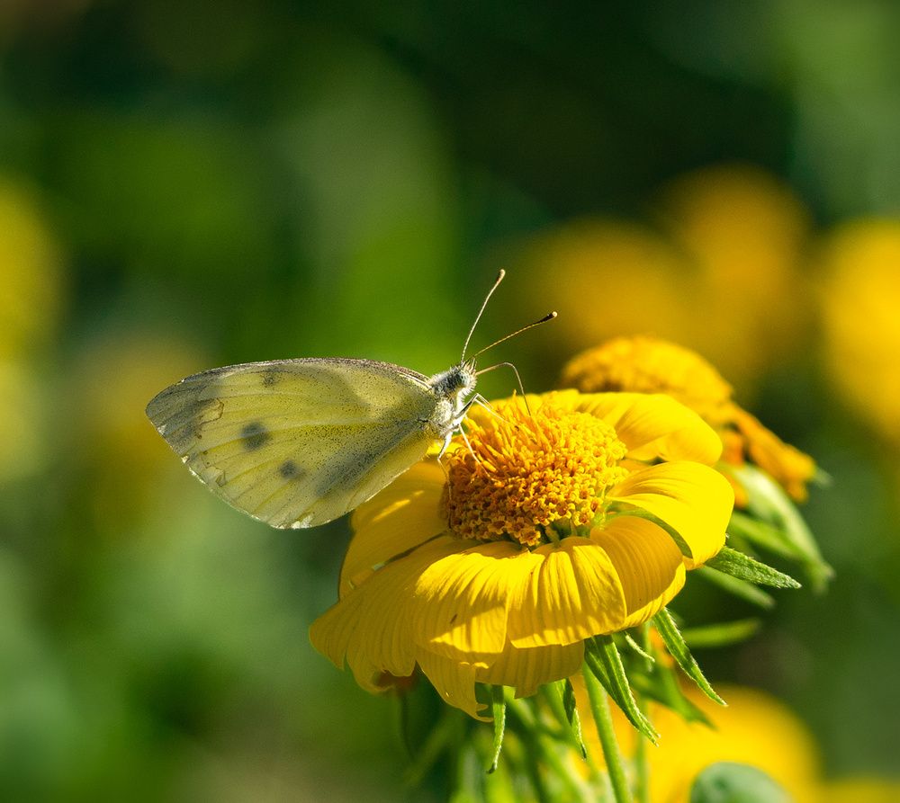 Photograph by Никанорова Ольга