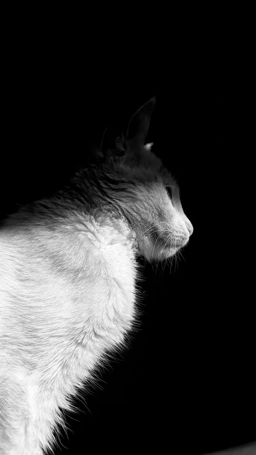 Photo #2533981