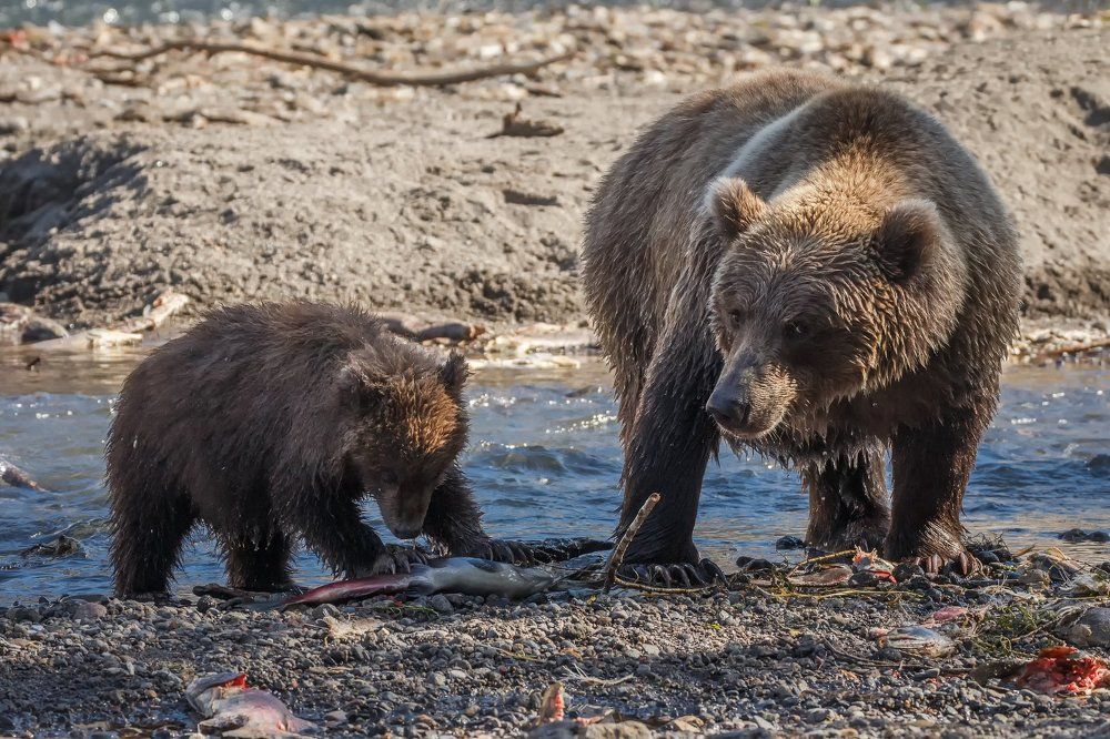 Обед для малыша.