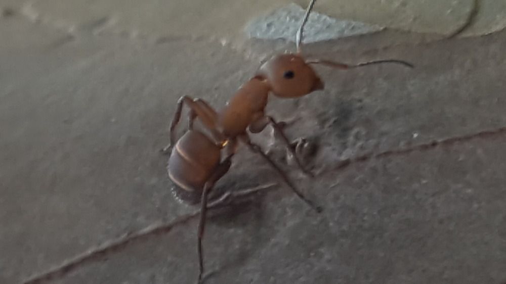 Tree ant