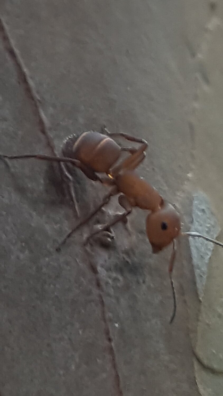 Tree ant