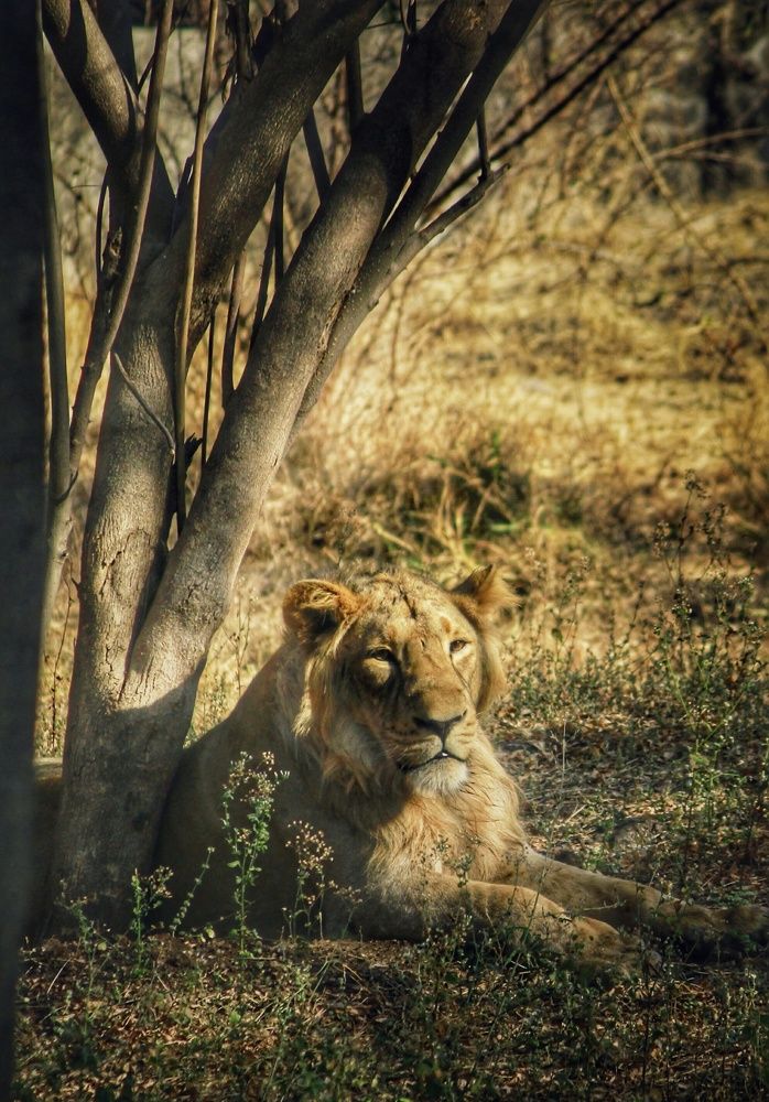 King of jungle