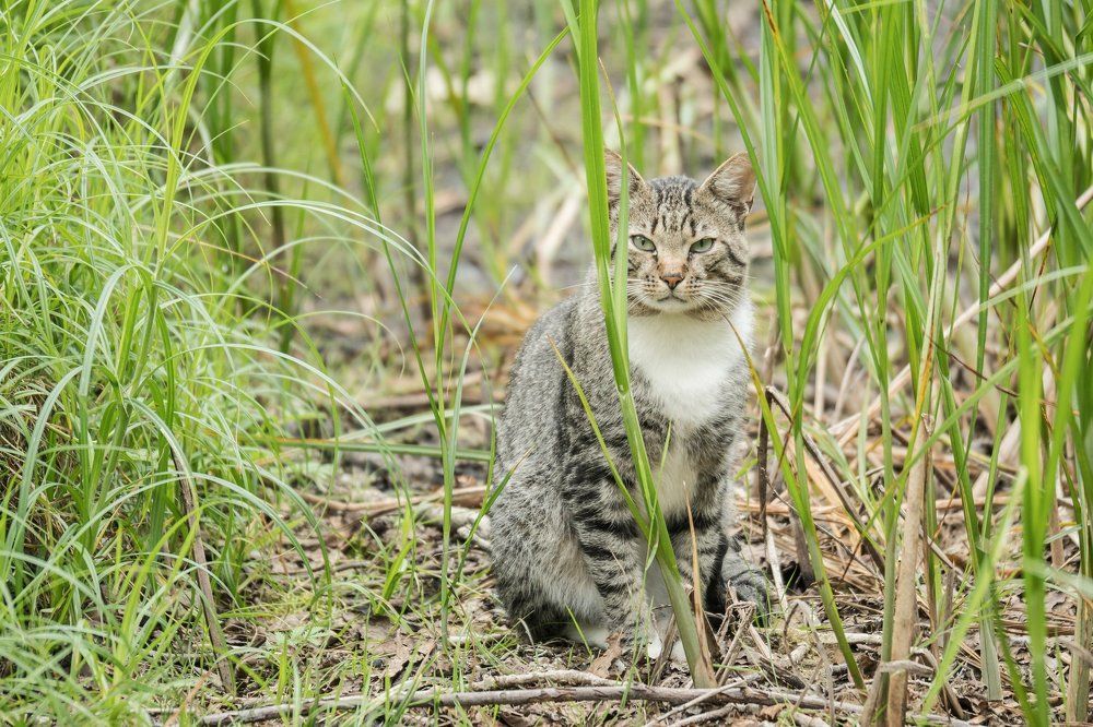 В родной стихии.