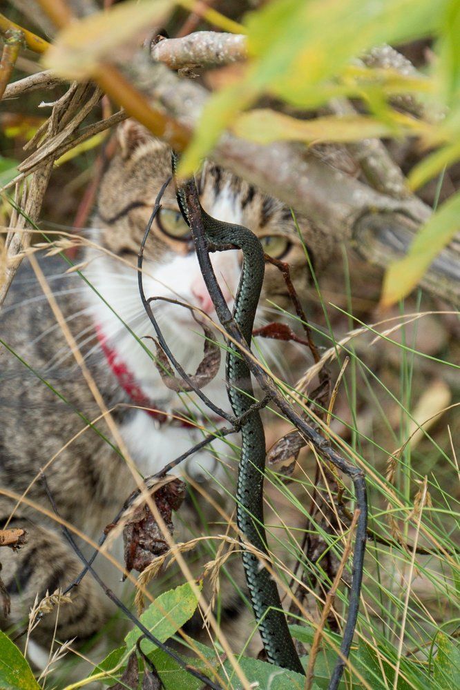 Любознательный.