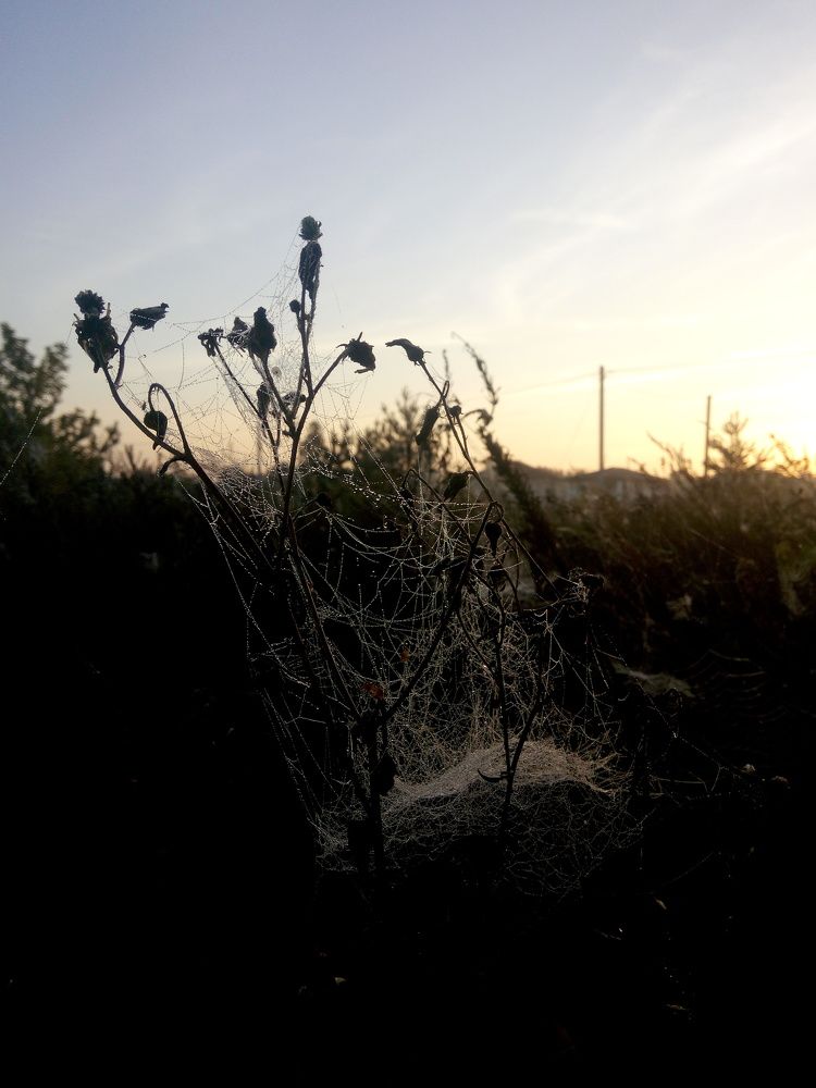 Autumn morning