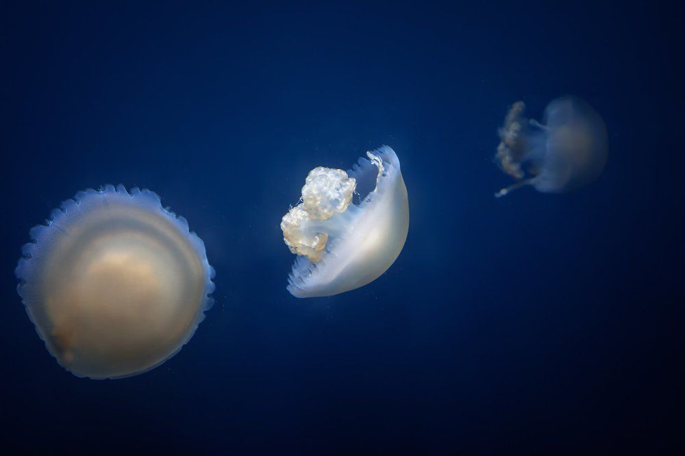 Jellyfish