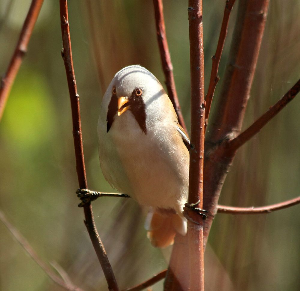 Усатая синица