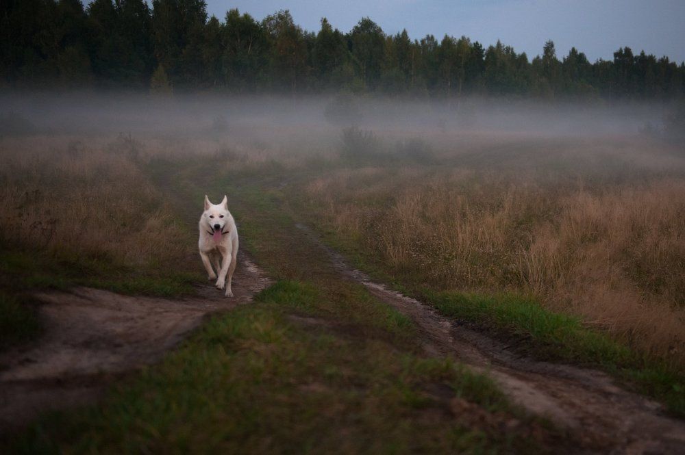 Побег из тумана