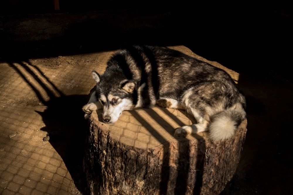 грустный пёсик