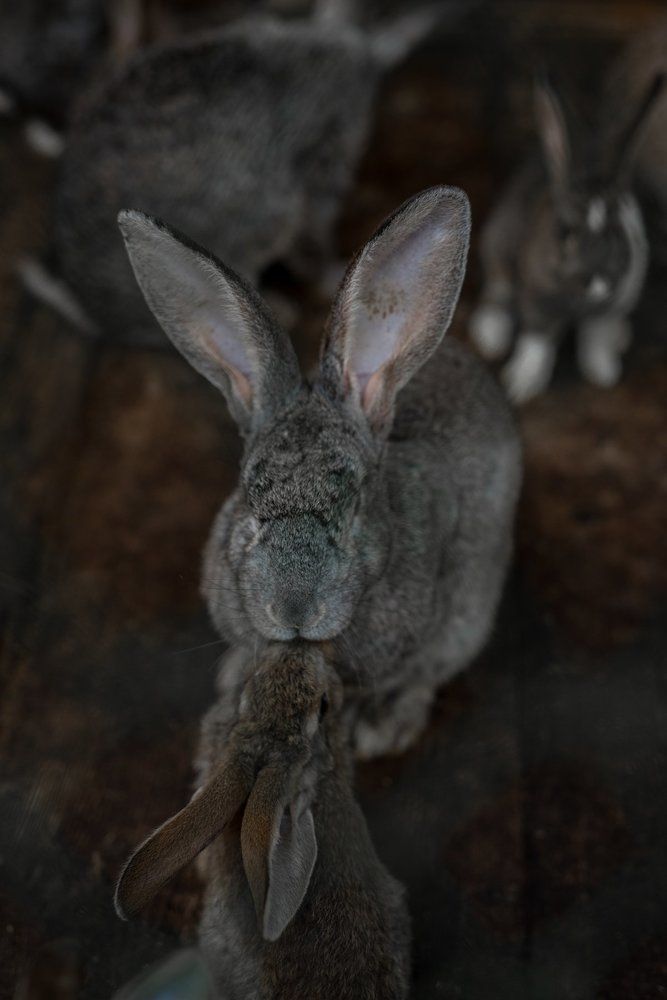 Кролики тоже умеют целоваться :)