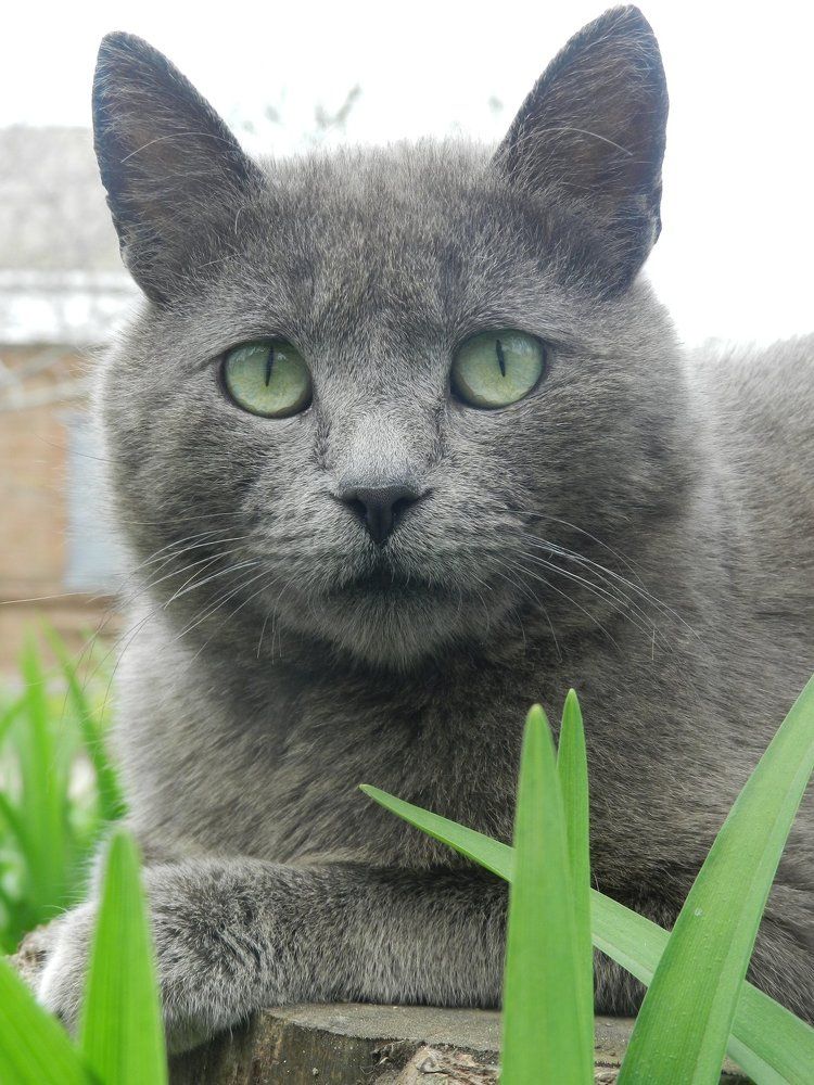 The Cat That Walked By Himself