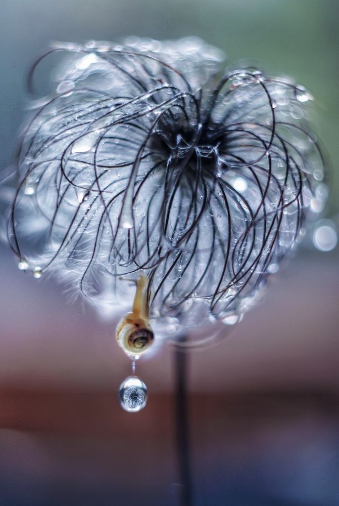 Большой мир для маленькой улитки