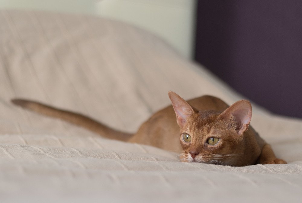 Photograph by Елена Загородская