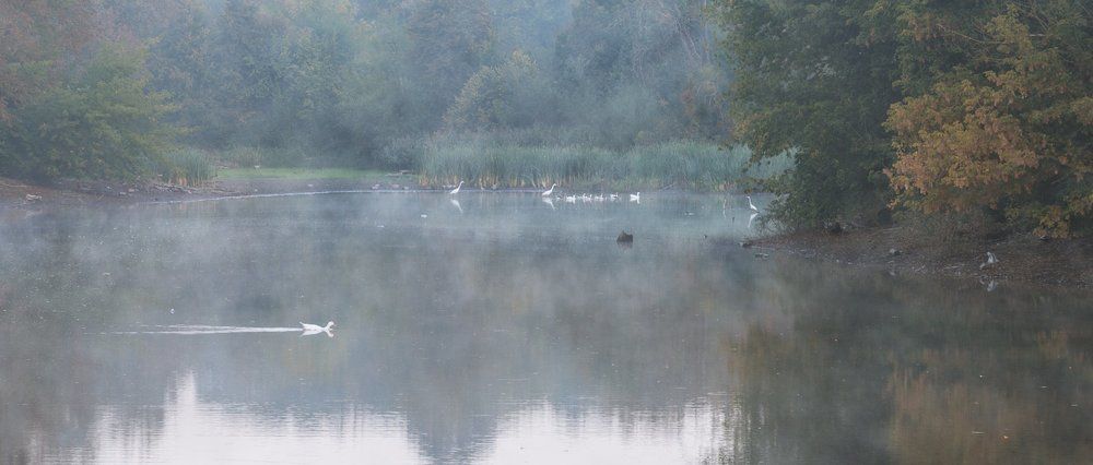 Цапли и гуси