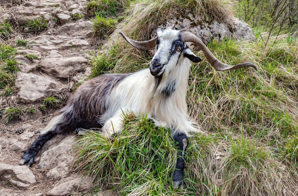 Король стада