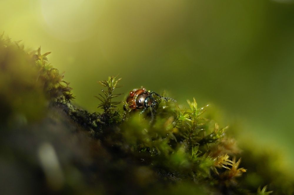 Зелёный мир