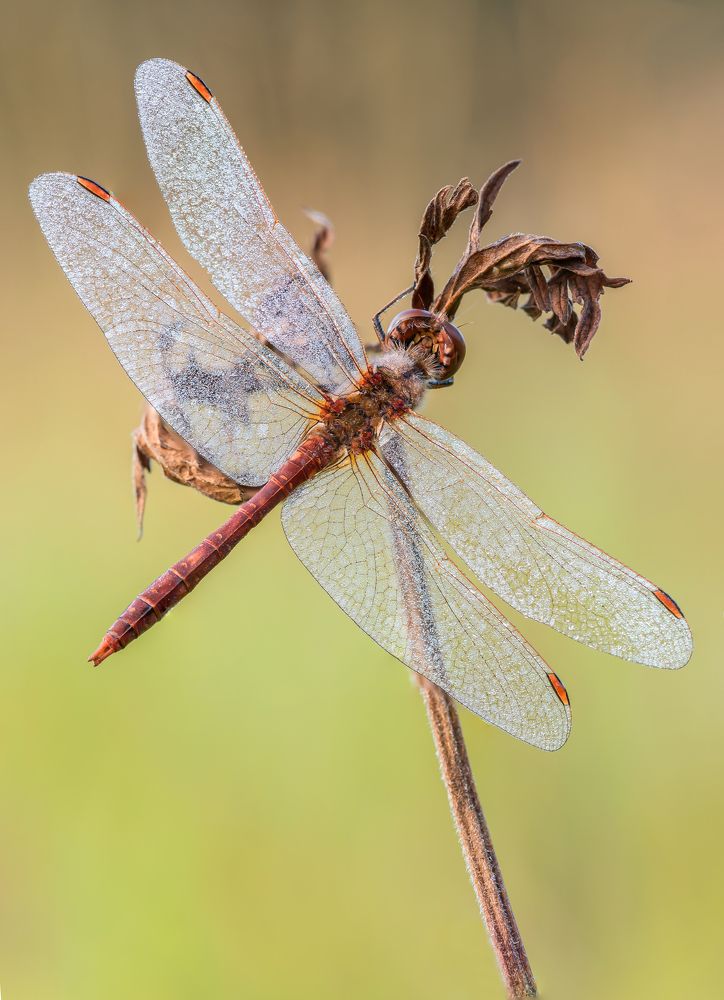 Photograph by Сергей Троицкий