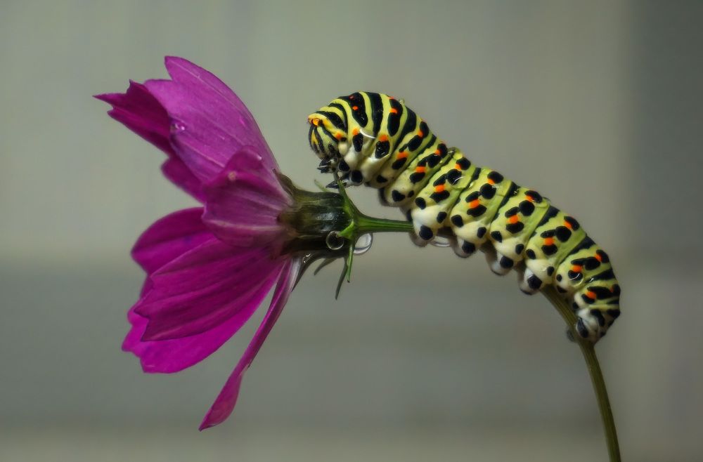 Любительница цветов