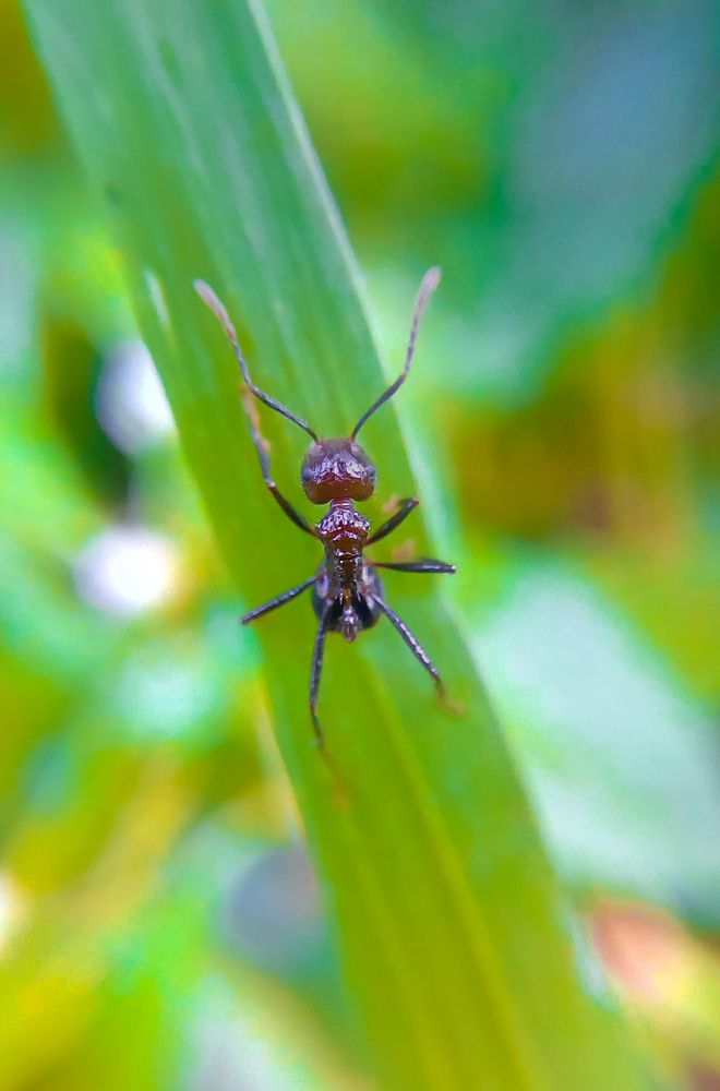 Ant