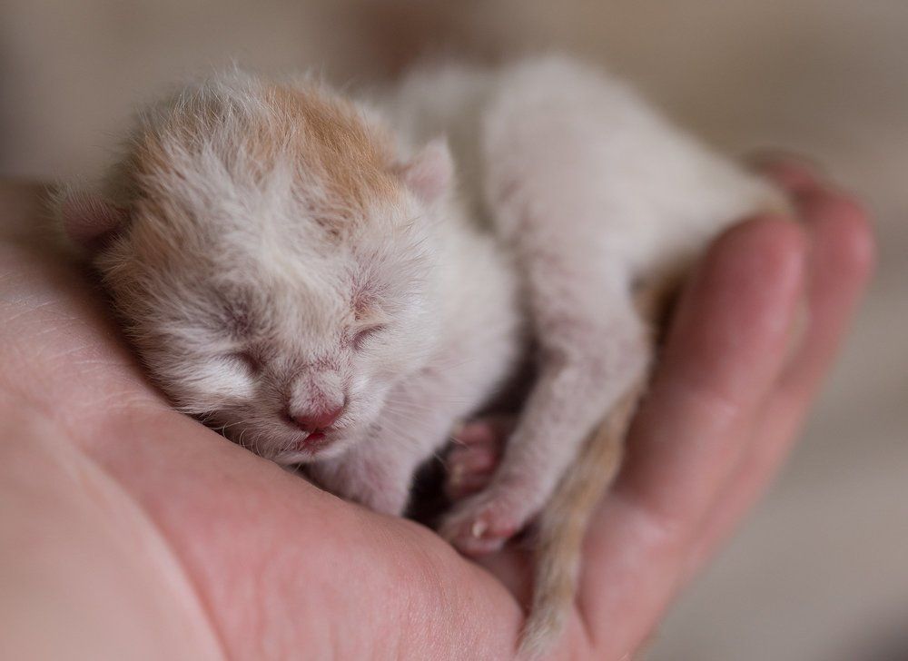 Новорождённый