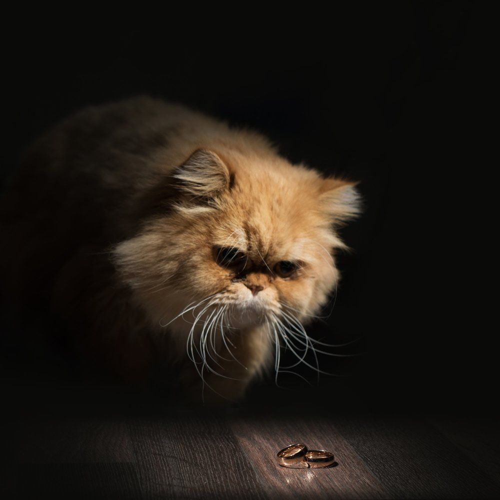 Властелин колец