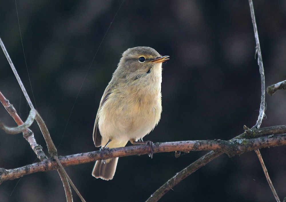 Пеночка-теньковка